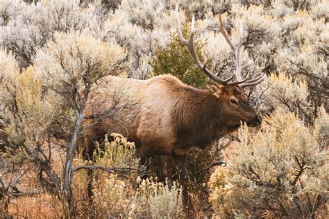 Wildlife Watching in Northern Yellowstone