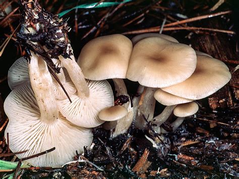 California Fungi: Clitocybe deceptiva