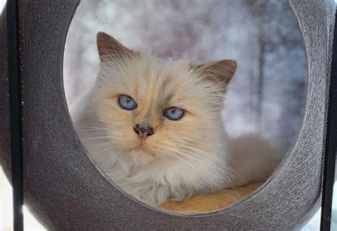 Dlisted | Open Post: Hosted By Karl Lagerfeld’s Cat, Choupette, Turning Down Her Invitation To ...