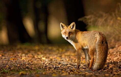 Fox In Autumn Wallpapers - Wallpaper Cave