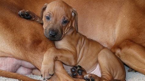 Ridgeback Puppies