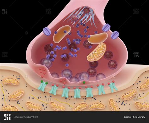 Illustration of a synapse cross-section. stock photo - OFFSET