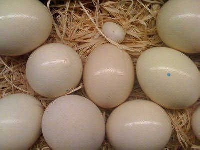 fertil hatching ostrich eggs products,Cameroon fertil hatching ostrich eggs supplier