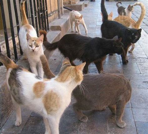 feral cat colony behavior - One Measure Blogged Galleria Di Immagini