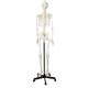 Axis Scientific Classic Skeleton Model - 5'6" Anatomically Correct ...