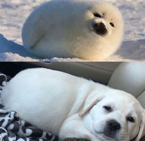 Seal puppies - 9GAG