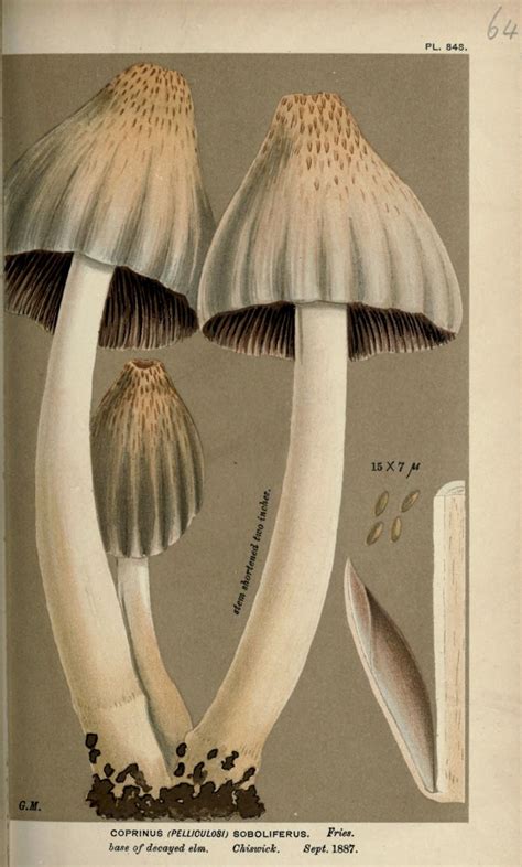 wapiti3: “ Illustrations of British Fungi (Hymenomycetes), to serve as an atlas to the “Handbook ...