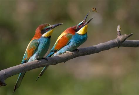 Fascinating Birds silver series from Niue continues with the beautiful European Bee Eater - AgAuNEWS