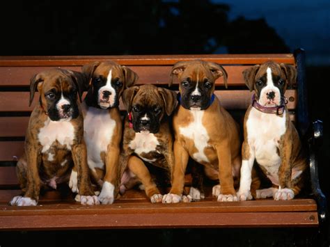 Cute Puppy Dogs: Cute boxer puppies