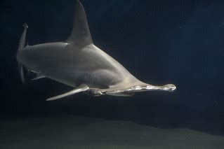 Hammerhead shark | 水族館で見たとは初めて見たシュモクザメ。 かなり興奮してしまいました。 | su neko | Flickr