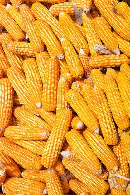 Premium Photo | Dry corn