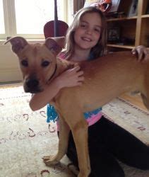 Peanut Butter is an adoptable Great Dane Dog in Bedford Hills, NY. Peanut Butter, a 7 month old ...