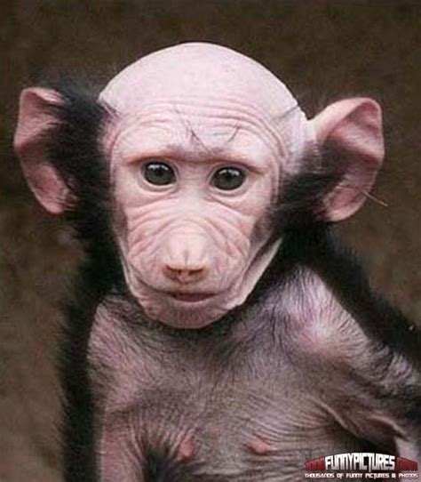 Bald Monkey With Big Ears