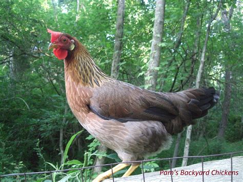 Pam's Backyard Chickens: The Leghorn Chicken - Breed Spotlight