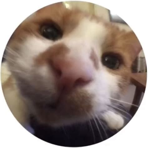 Round icon pfp cute fish eye cool cat aesthetic Y2K profile picture ...