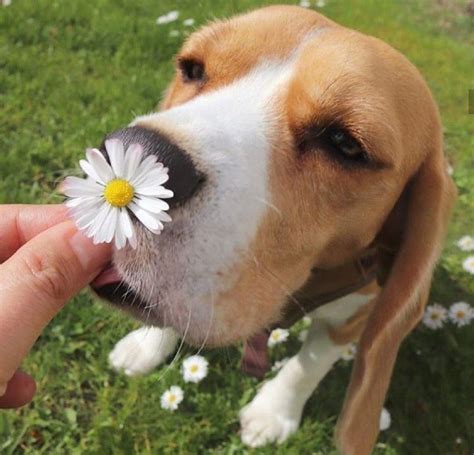 14 Funny Beagles Who Will Make You Smile | Page 2 of 3 | PetPress | Beagle, Make you smile, Cute ...