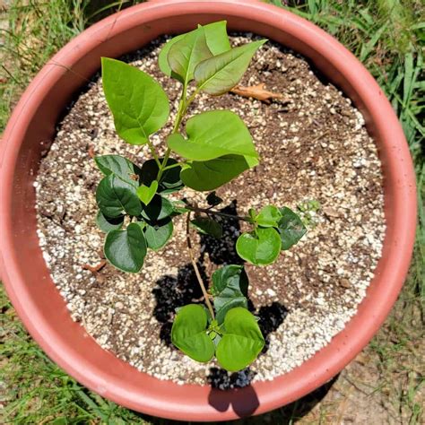 How To Propagate Lilacs: Ultimate Guide