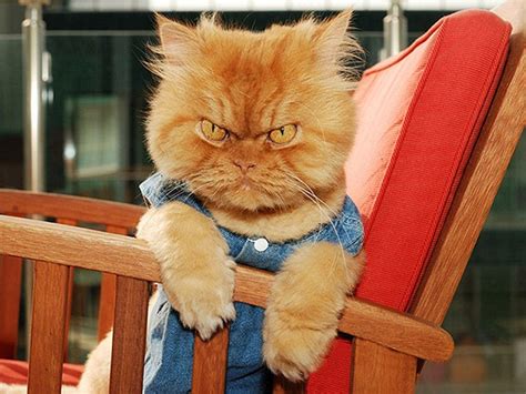 Hilarious photos of cats with VERY angry faces | Daily Mail Online
