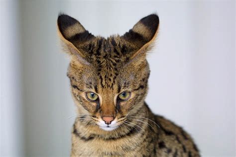 10 Surprising Facts About Savannah Cats | The Dog People by Rover.com