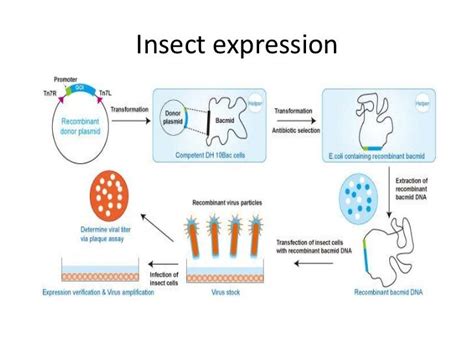 Recombinant protein expression seminar paper