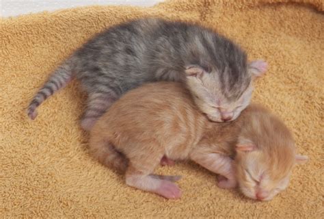 newborn kitties - Cute Kittens Photo (41505032) - Fanpop