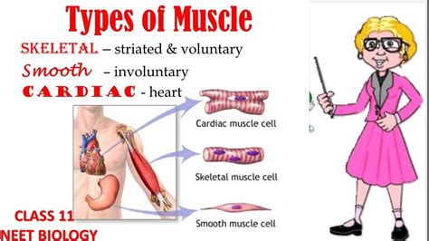 MUSCLE TISSUE/STRUCTURAL ORGANISATION IN ANIMALS/CLASS 11/NEET BIOLOGY ...