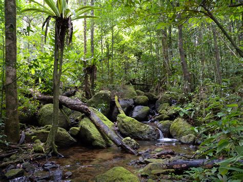 File:Lowland rainforest, Masoala National Park, Madagascar (4026784053).jpg - Wikimedia Commons