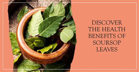 15-Health-benefits-of-Soursop-Leaves | Psyspeaks