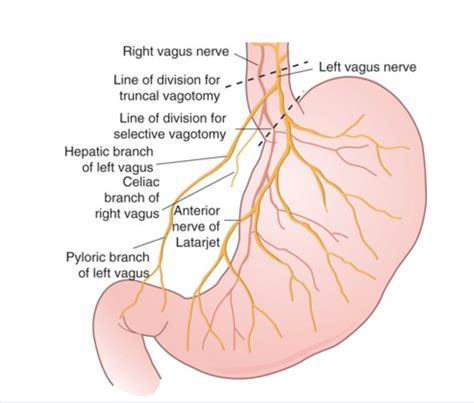 Ventral Branch of the Vagus Nerve Inervating Stomach - Healthy Living With Hope