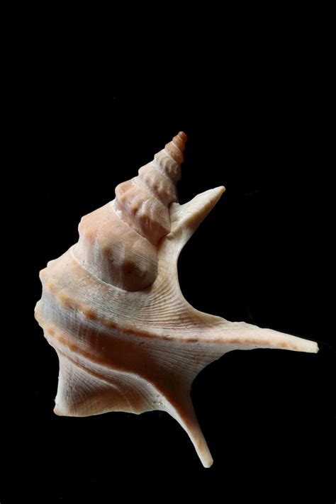 Free Images : hand, close, material, shell, sea animal, invertebrate, seashell, conch, snail ...