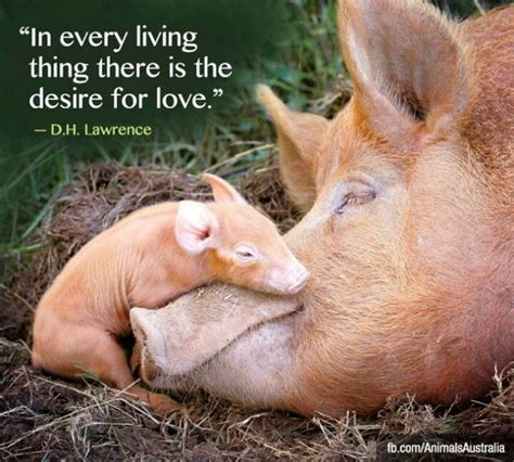 Pig Love Quotes. QuotesGram