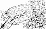 Leopard coloring Pages To Download And Print For Free sketch template