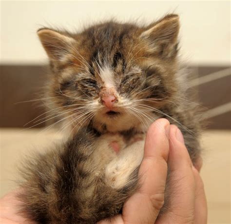 Feline Leukemia: Symptoms, Transmission, Treatment, and Vaccine