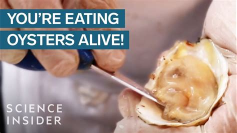 Why We Eat Oysters Alive - YouTube