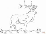 Free Printable Elk Coloring Pages  Home sketch template