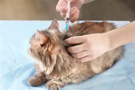 Cat Vaccine Side Effects: What to Know - The Fluffy Kitty