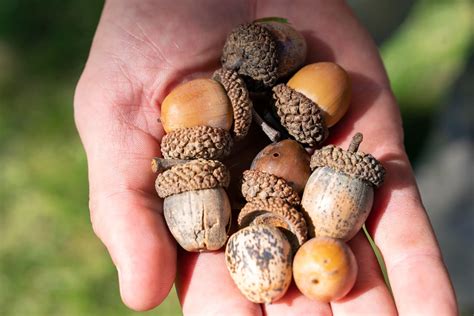 The Surprising Truth About Acorns and Oak Nuts - You Won't Believe the ...