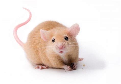 Health Problems in Pet Mice - PetHelpful