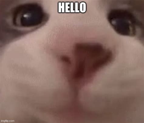 hello Memes & GIFs - Imgflip