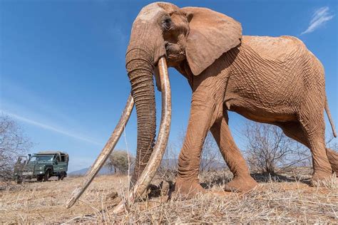 🔥 Rare African elephant known as a "Big Tusker" spotted in Kenya. (Picture source https ...