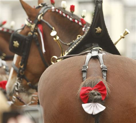 What Is Budweiser Clydesdale Hitch Visit – AC/DC Beverage