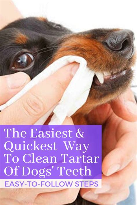 The Best Ways to Clean Tartar Off Dog's Teeth in 2023 | Brushing dogs teeth, Dog teeth cleaning ...