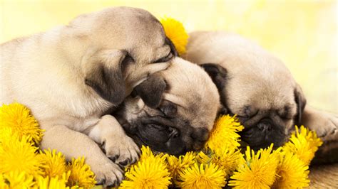 Baby Cute Pug Puppies Best Shops | instrumentation.kmitl.ac.th