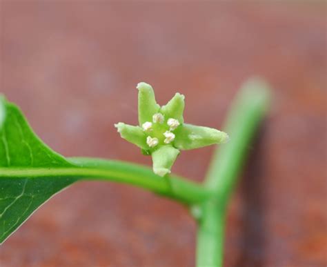 Celastrus orbiculatus | UMass Amherst Landscape, Nursery & Urban Forestry Program