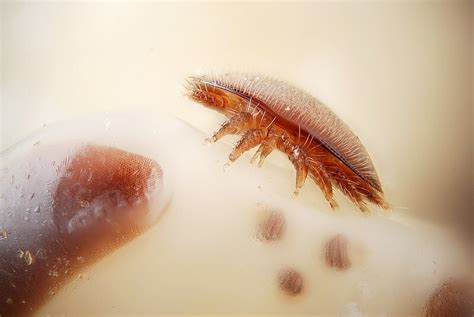 Female varroa mite — Science Learning Hub