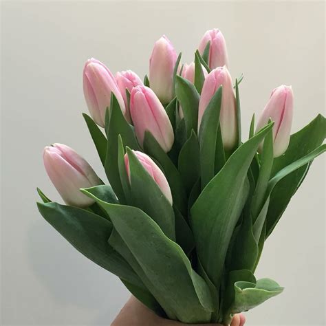 Bouquete Coquette ♡ | Boquette flowers, Tulips, Beautiful flowers