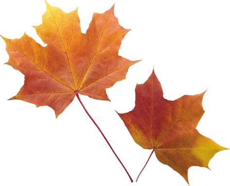 Autumn Leaves Art, Fall Foliage, Leaf Images, Hd Images, Planner Doodles, Simple Leaf, Vascular ...
