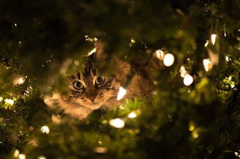 10 Hilarious Cats Climbing On Christmas Trees