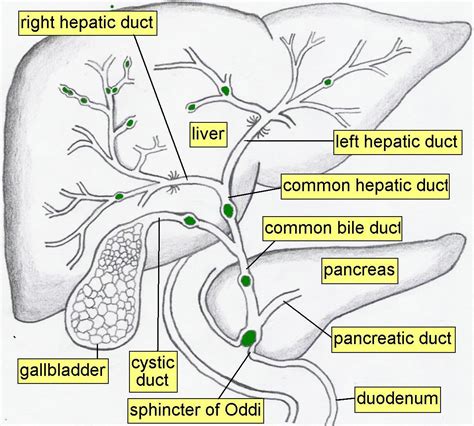 Jen, RN: Sphincter of Oddi, Babinski's Sign and Fundal Height