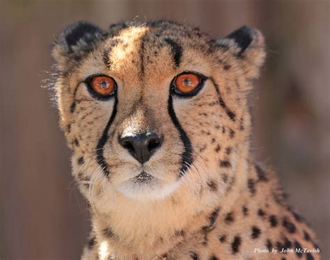 Duma Cheetah | John McTavish | Flickr